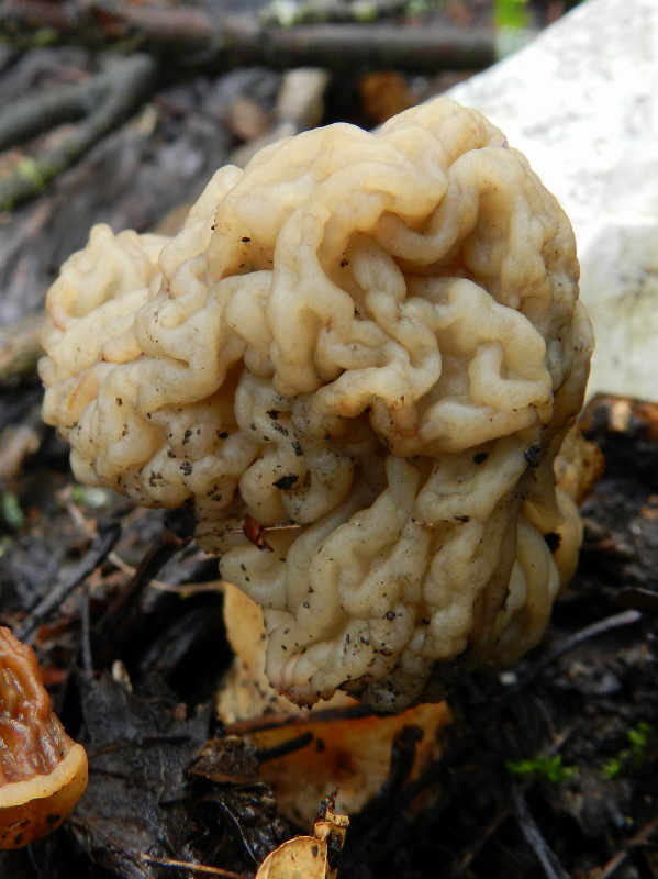 Tra una goccia e l''altra